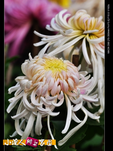 DSC_9003.jpg