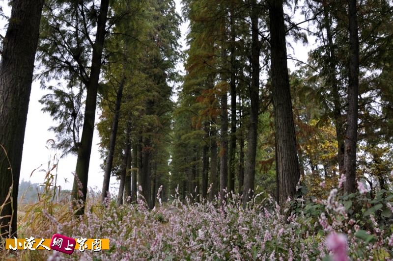 DSC_9090.jpg