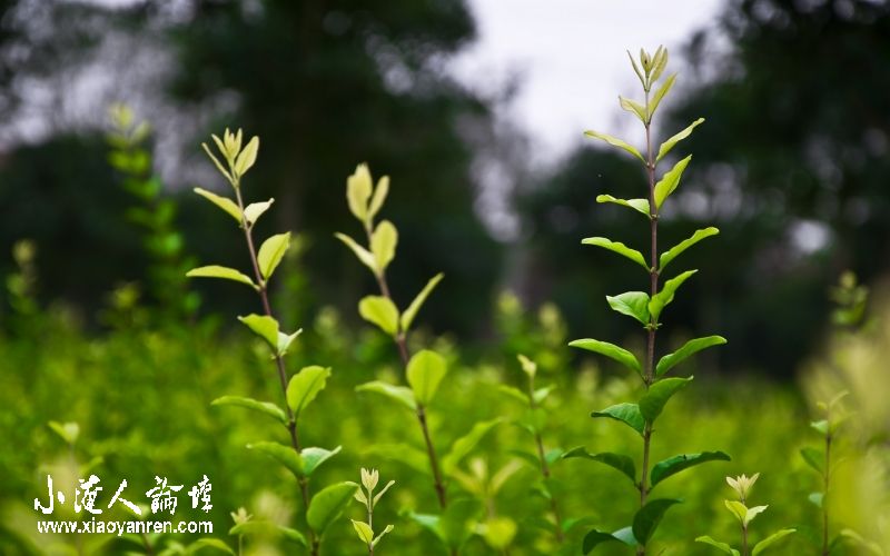 DSC_3356_光影_1.jpg