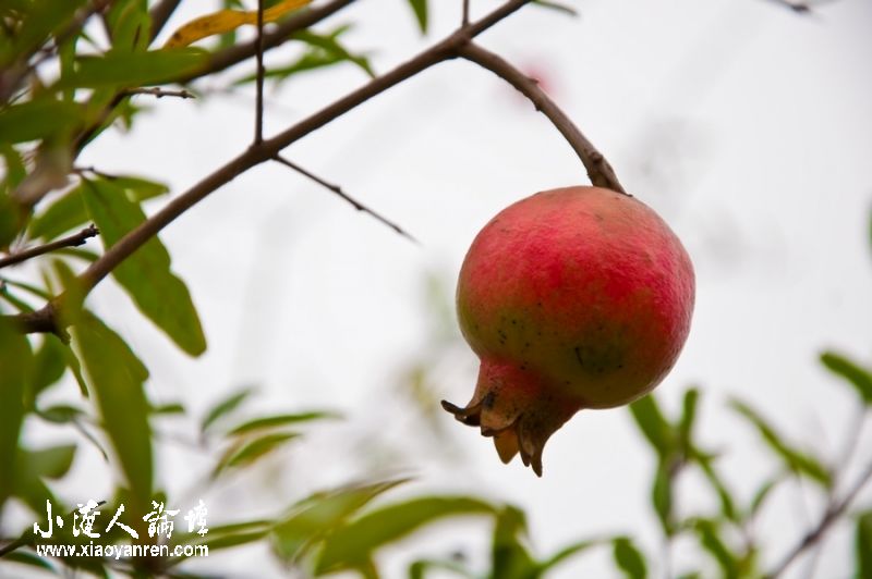 DSC_3355_光影_1.jpg