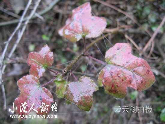 照片 100_副本.jpg