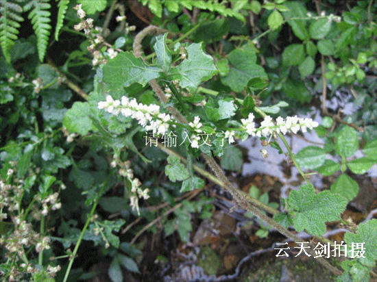 照片 099_副本.gif
