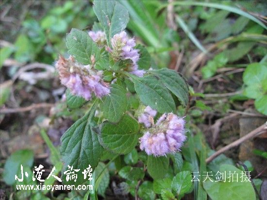 照片 103_副本.jpg