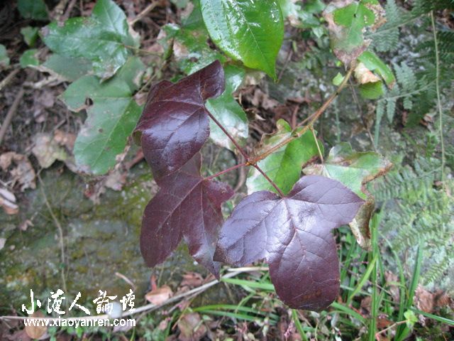 照片 087.jpg