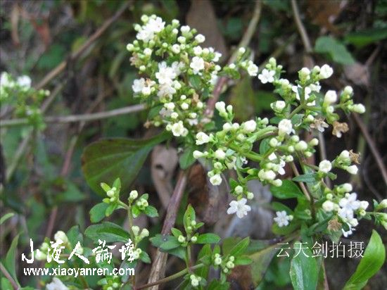 照片 021_副本.jpg