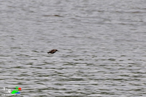 DSC_7897.jpg